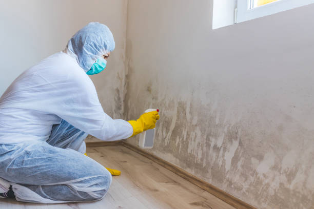 Licensed Basement Mold Remediation service in Peoria, IL - WQB Mold Removal