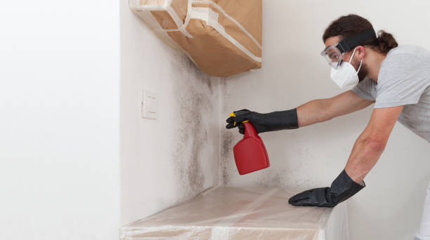 Professional Basement Mold Remediation technician working in Peoria, IL