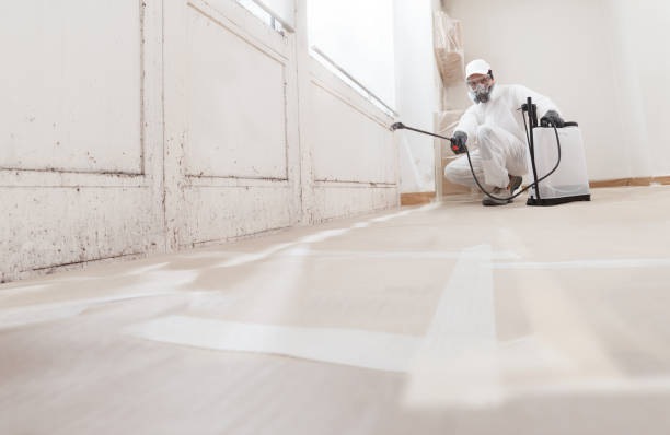 24/7 Emergency Basement Mold Remediation experts in Peoria, IL