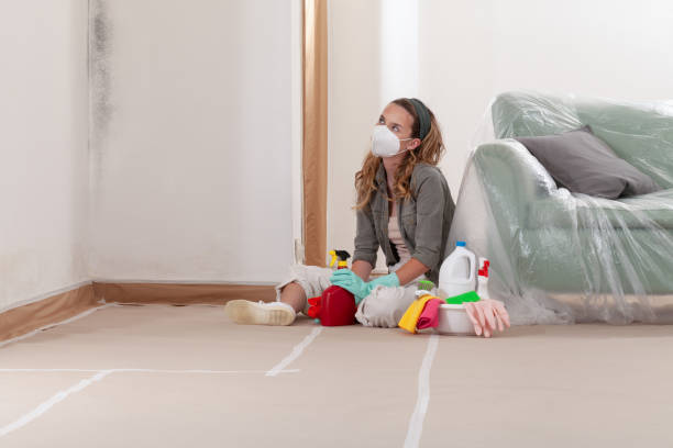 Reliable Basement Mold Remediation contractor in Peoria, IL by WQB Mold Removal