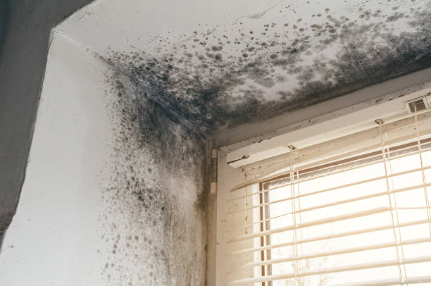 Affordable Basement Mold Remediation solutions in Peoria, IL