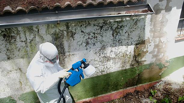Top rated local Basement Mold Remediation specialists in Peoria, IL